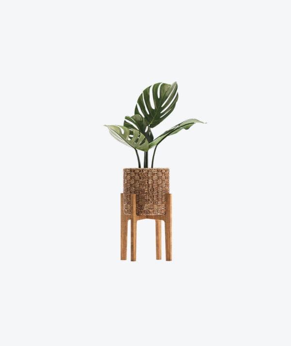 Echeveria Elegans Plant Pot - Image 2