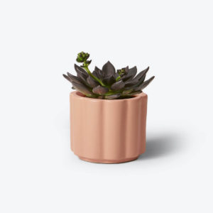 Echeveria Elegans Plant Pot