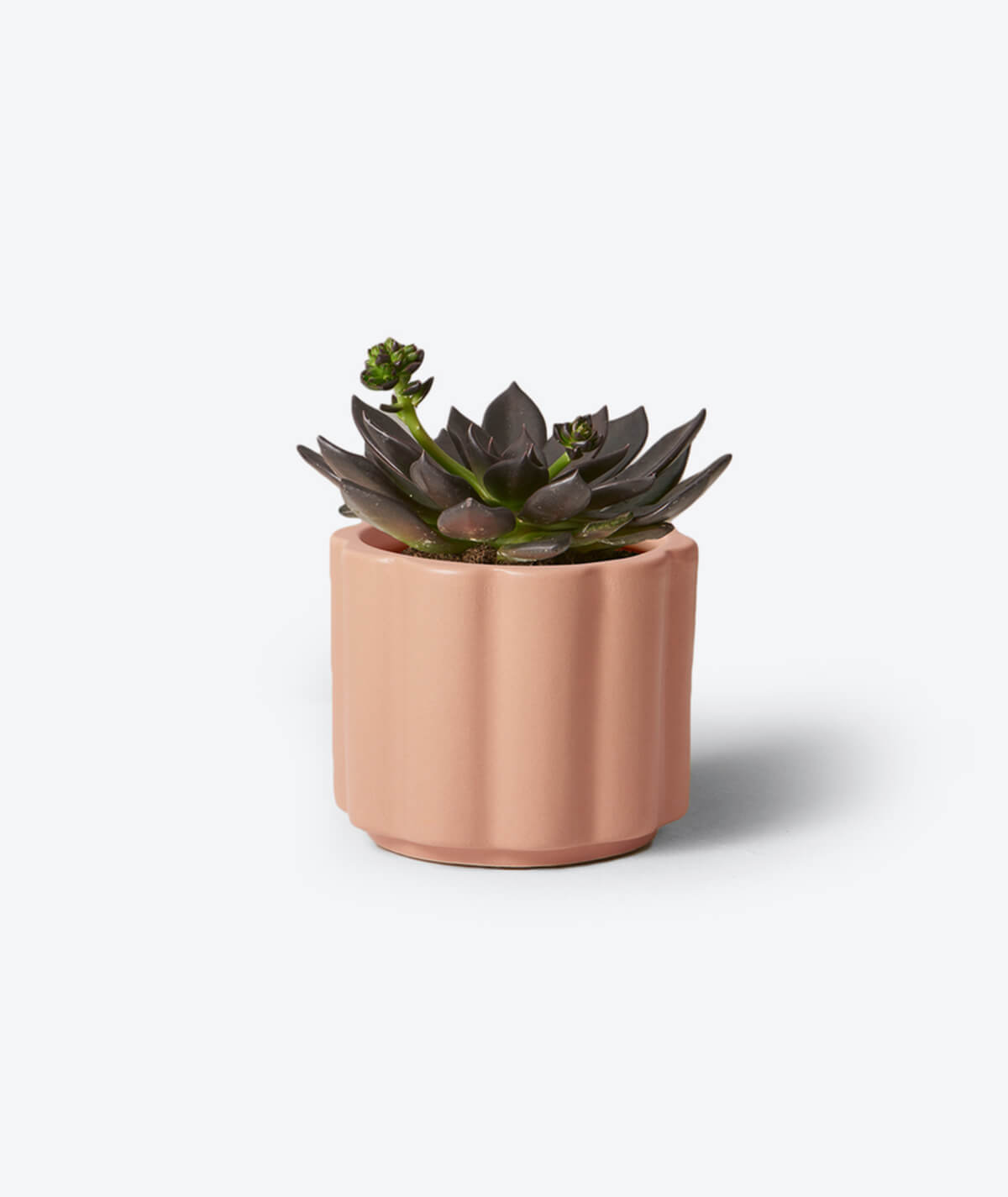 Echeveria Elegans Plant Pot